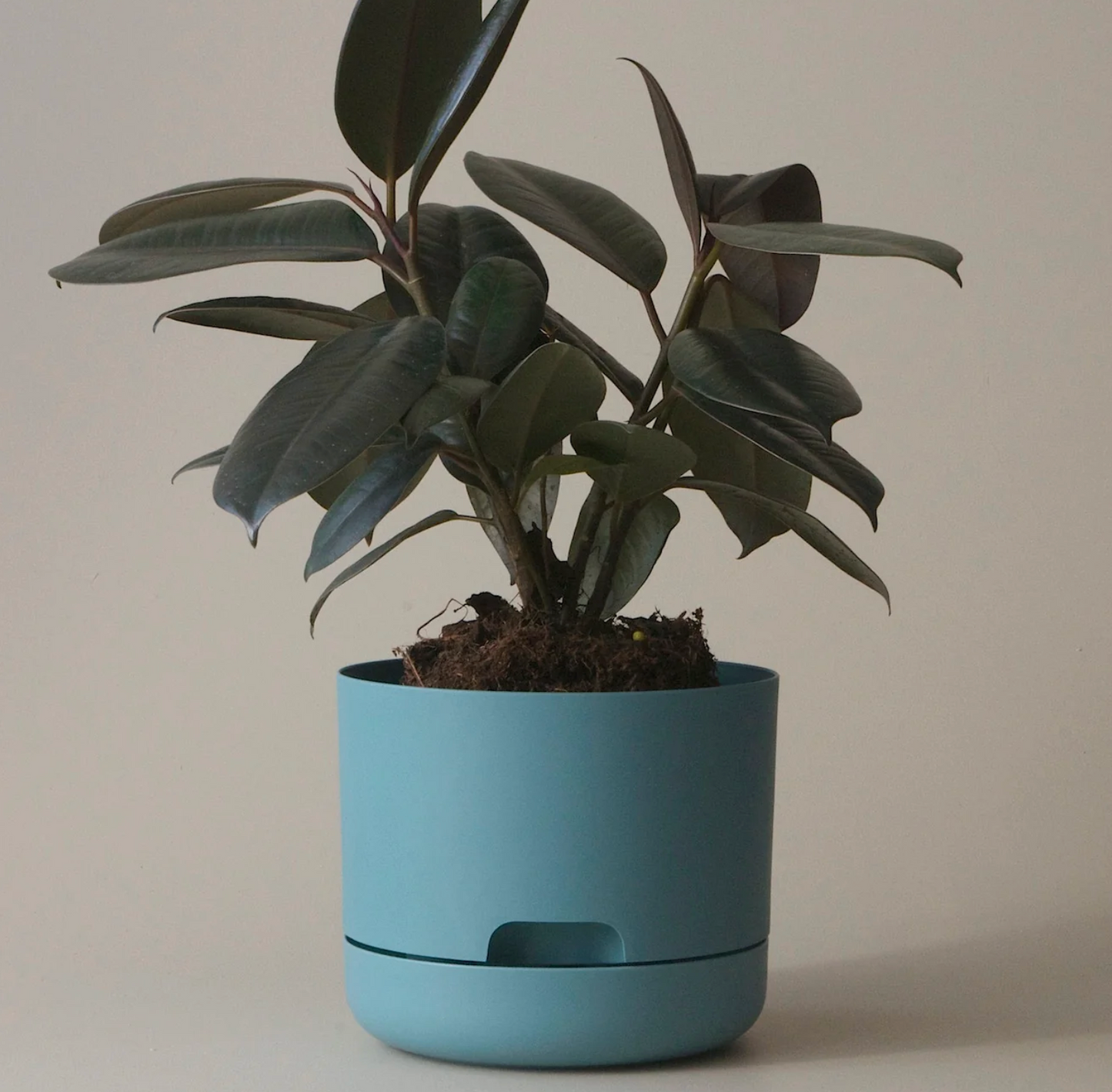 Mr Kitly Selfwatering Plantpot 170mm