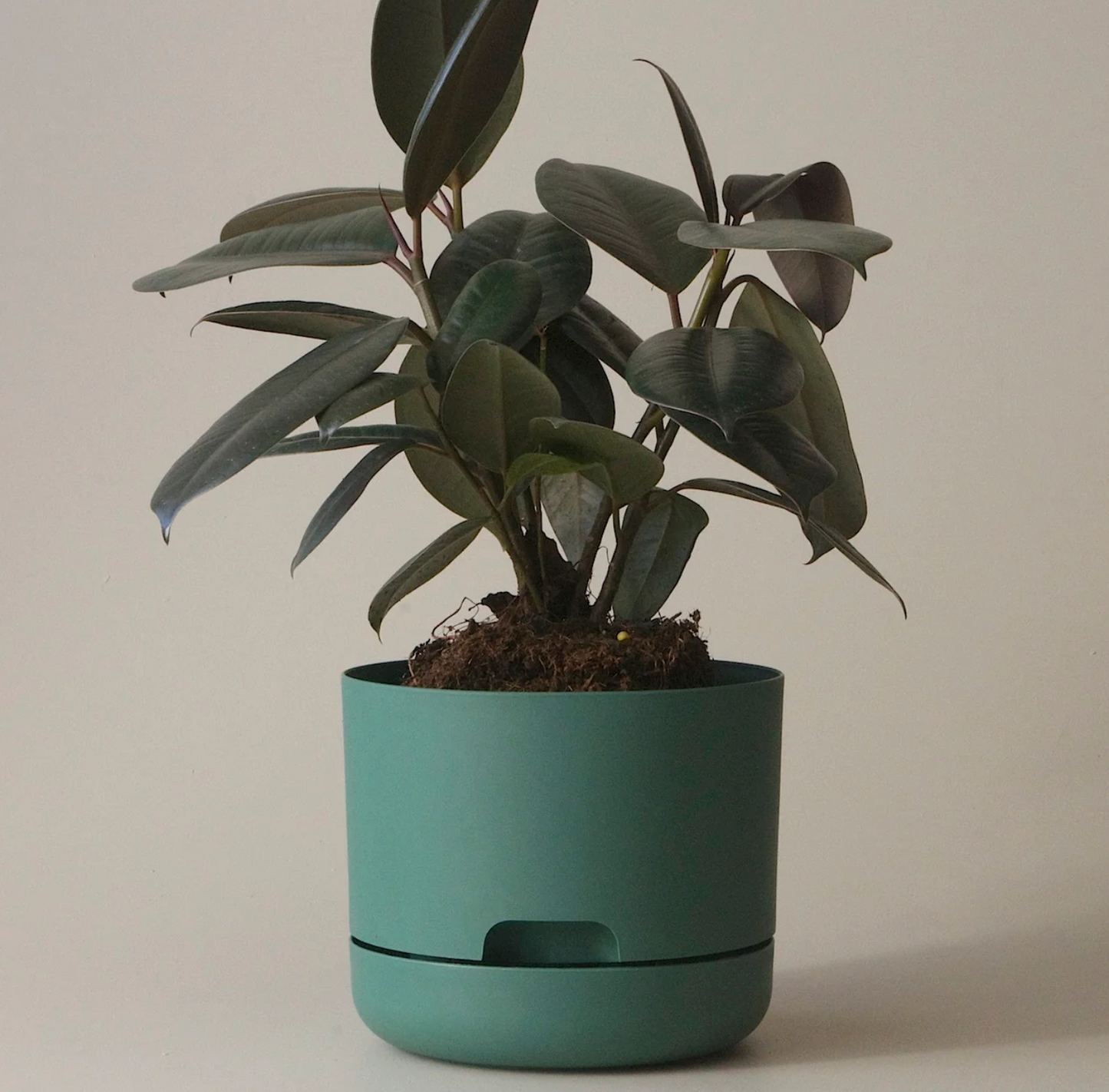 Mr Kitly Selfwatering Plantpot 170mm