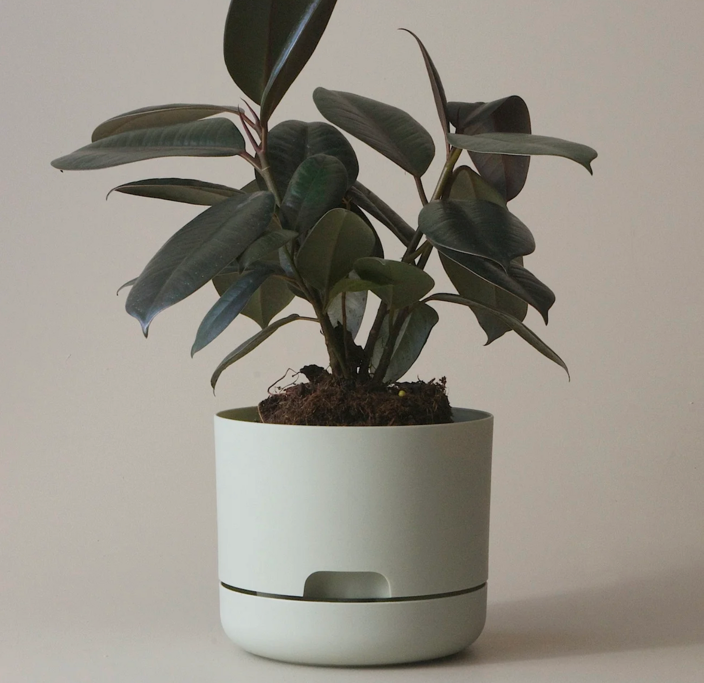 Mr Kitly Selfwatering Plantpot 170mm